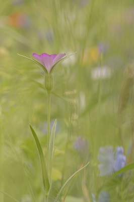 In onze voortuin een perkje met wilde bloemen gemaakt...lekker veel kleur en goed voor de bijtjes en andere fladderaars. Daar kwam ik gister deze tegen...Bolderik! Mooi fragiel stond ie daar te pronken tussen alle andere glorie.