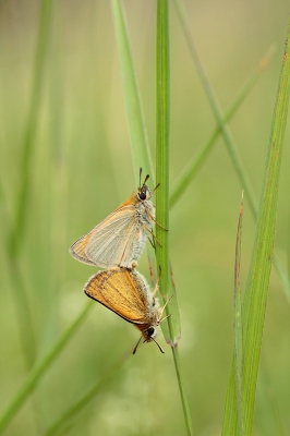 Zag deze twee Dikkopjes vanaf de weg tussen het hoge gras zitten.
Plaatste m'n statief , boog voorzichtig een hinderlijke spriet weg en maakte de foto via live-view.