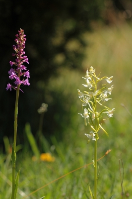 <i class='fa fa-user'></i>&nbsp;huub machiels&nbsp;|  Grote Muggenorchis&nbsp; <i class='fa fa-eye'>&nbsp;99</i> &nbsp; <i class='fa fa-comment-o'>&nbsp;4</i>