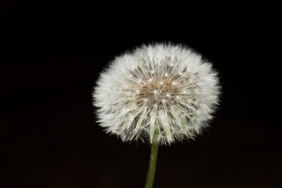 <i class='fa fa-user'></i>&nbsp;Jan Luit&nbsp;|  Paardenbloem&nbsp; <i class='fa fa-eye'>&nbsp;69</i> &nbsp; <i class='fa fa-comment-o'>&nbsp;2</i>