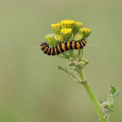 de knoppen van het Jacobskruiskruid zijn favoriet bij de rupsjes van de Sint Jacobsvlinder; regelmatig verdwijnt de kop in het binnenste van zo'n knopje.
Het aantal rupsen op de planten hier in de regio begint al af te nemen, blijkbaar is een deel al volledig ontwikkeld en klaar om een plekje voor de verpopping te zoeken. De soort overwintert als pop in een losse cocon in de grond. (Bron: Vlindernet)