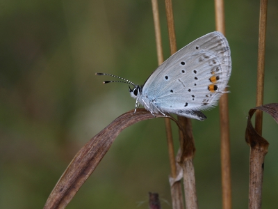 <i class='fa fa-user'></i>&nbsp;Ad Sprang&nbsp;|  Staartblauwtje&nbsp; <i class='fa fa-eye'>&nbsp;134</i> &nbsp;<i class='fa fa-thumbs-up'>&nbsp;3</i> &nbsp; <i class='fa fa-comment-o'>&nbsp;4</i>