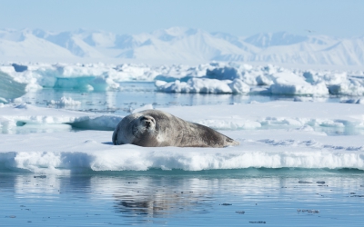 Er ligt dit jaar weer eens heel veel ijs rond Spitsbergen. Zoveel zelfs dat we niet rond kunnen varen (iets wat de laatste jaren nooit een probleem was). Natuurlijk goed nieuws voor alle dieren die van ijs houden en voor ons is het zeker een geweldig gezicht. Een paar keer een zodiac cruise tussen het ijs gehouden, met deze Baardrob als een van de hoogtepunten. Lag heerlijk op het ijs, zonder zich iets van ons aan te trekken.