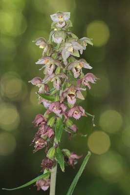 Deze orchideen groeiden in een beschaduwd laantje onder grote bomen, de achtergrond werd beschenen door de zon.
Gebruikte hier statief, live-view en interne flitser.