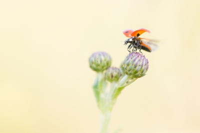 In het veld met wit parapluutje om insect uit de felle zon te houden.