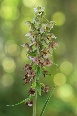 Deze orchideen groeiden in een beschaduwd laantje onder grote bomen, de achtergrond werd beschenen door de zon.
Gebruikte hier statief, live-view, dit is een niet geflitste versie van de zelfde plant als vorige foto.