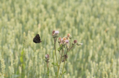 De vlinder zat op de distel, vloog op en kwam weer terug.
Op de achtergrond is een door de zon beschenen tarweveld te zien.
Maakte de foto uit de hand, had er wel een zwaar Manfrotto statief onder hangen, stabiliseerde de boel een beetje.