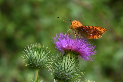 <i class='fa fa-user'></i>&nbsp;Dirk-Jan&nbsp;|  Bosrandparelmoervlinder&nbsp; <i class='fa fa-eye'>&nbsp;90</i> &nbsp; <i class='fa fa-comment-o'>&nbsp;3</i>