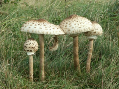 <i class='fa fa-user'></i> kpelgrim | Grote Parasolzwam  <i class='fa fa-eye'> 178</i>   <i class='fa fa-comment-o'> 1</i>
