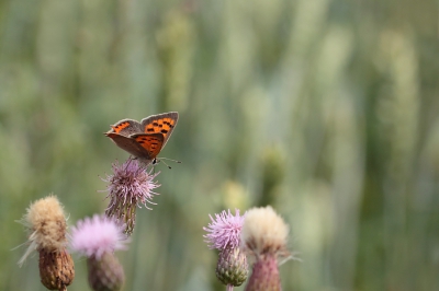 Trof een tiental van deze leuke vlindertjes op een strook bloeiende distels.
Deze zat hier net boven op een hoge bloem met op de achtergrond tarwe. 
Gebruikte statief.