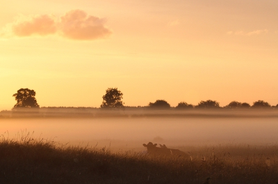 <i class='fa fa-user'></i>&nbsp;Rianne Geelhoed&nbsp;|  Zonsopkomst in Zeeland&nbsp; <i class='fa fa-eye'>&nbsp;130</i> &nbsp;<i class='fa fa-thumbs-up'>&nbsp;3</i> &nbsp; <i class='fa fa-comment-o'>&nbsp;6</i>