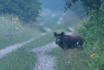 Een goeie week geleden had ik nog nooit een wild zwijn gezien. Wel atlijd genoeg wroetplekken, maar zwijnen ......... nee hoor.

En dan zie je op een morgen diverse exemplaren. Pure adrenaline en kicken was dat!!! Vooral als ze zo tegenover je staan en je aankijken.

En ik bleef er rustig bij, gezien de (maar) 1/30 sluitertijd.

7D II + 100-400 II.

Uit de hand genomen.