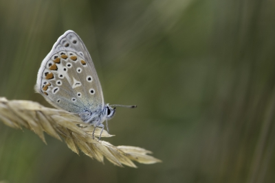 De foto is 's avonds gemaakt bij tegenlicht. Ik heb een flitsopstelling gebruikt om de vlinder mooi in beeld te krijgen.