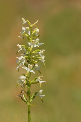 <i class='fa fa-user'></i>&nbsp;huub machiels&nbsp;|  Bergnachtorchis&nbsp; <i class='fa fa-eye'>&nbsp;85</i> &nbsp; <i class='fa fa-comment-o'>&nbsp;4</i>
