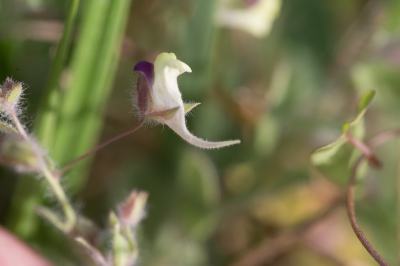 Vanochtend tijdens het rondje met de honden langs het stuwmeer dit gevonden kort bij de waterlijn.
Het zou kunnen gaan om de Kickxia commutata, wie weet er meer van?
En foto van de volledige plant in mijn PA