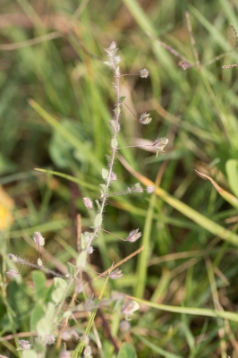 De volledige plant van de leeuwenbek ? uit het DA 
bla bla bla