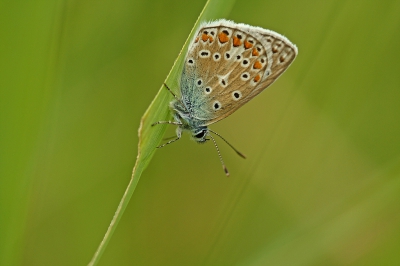 <i class='fa fa-user'></i>&nbsp;Cor&nbsp;|  Icarusblauwtje&nbsp; <i class='fa fa-eye'>&nbsp;114</i> &nbsp;<i class='fa fa-thumbs-up'>&nbsp;7</i> &nbsp; <i class='fa fa-comment-o'>&nbsp;11</i>