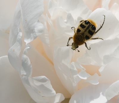 In mijn tuin op een rozige pioenroos. Deze soort is erg gek op stuifmeel van wittige bloemen las ik op Wiki. Misschien komen ze op de geur af.

EEn prachtige kever, vind ik.