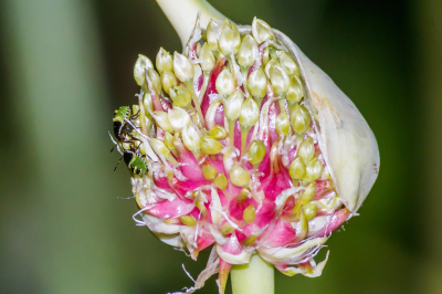 Op de knoflookbloemen zaten deze larven van de Groene Schildwans ook wel stinkwans genoemd (voor als je niet van knoflook houdt).