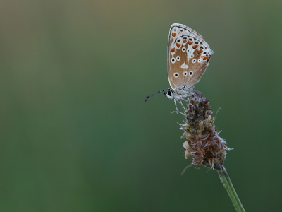 <i class='fa fa-user'></i>&nbsp;Ad Sprang&nbsp;|  Bruin Blauwtje&nbsp; <i class='fa fa-eye'>&nbsp;113</i> &nbsp;<i class='fa fa-thumbs-up'>&nbsp;2</i> &nbsp; <i class='fa fa-comment-o'>&nbsp;4</i>