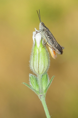 <i class='fa fa-user'></i>&nbsp;Tom&nbsp;|  Bruine Sprinkhaan&nbsp; <i class='fa fa-eye'>&nbsp;111</i> &nbsp;<i class='fa fa-thumbs-up'>&nbsp;3</i> &nbsp; <i class='fa fa-comment-o'>&nbsp;2</i>