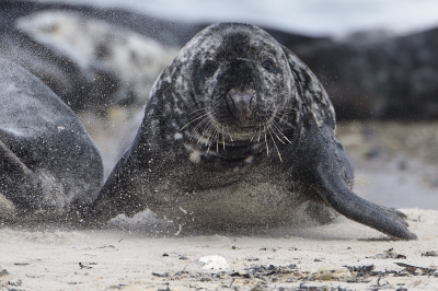 <i class='fa fa-user'></i>&nbsp;Jody Z&nbsp;|  Grijze Zeehond&nbsp; <i class='fa fa-eye'>&nbsp;79</i> &nbsp;<i class='fa fa-thumbs-up'>&nbsp;1</i> &nbsp; <i class='fa fa-comment-o'>&nbsp;2</i>
