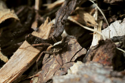 Canon 50D + Sigma 105mm f2.8 uit de hand genomen. Op de bodem tussen boomschors in de tuin van ons vakantiehuisje.