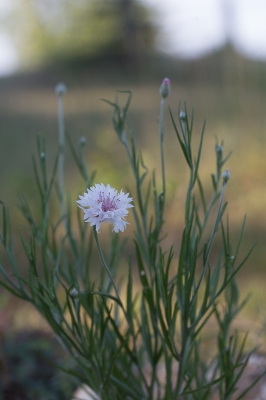 Vandaag deze bloem ontmoet die ik nog niet eerder zag.
Hij stond op een dijkje van vers uitgegraven grond naast een pasgegraven greppel.