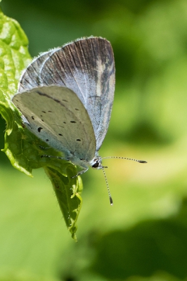 Bom blauwtje opgenomen uit de hand in de tuin. Heb lang moeten wachten tot de vlinder op een dusdanige plaats ging zitten dat ik hem kon nemen.