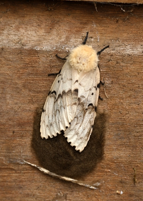 Bij het klussen in mijn tuin, ontdekte ik achter de groencontainer deze vrij grote nachtvlinder.
De wollige bruine substantie onder de vlinder doet mij vermoeden dat dit de resten zijn van de cocon(?).
Op diverse sites gekeken, maar zonder resultaat.
Vind het uiteraard leuk om te weten om welke soort het gaat.
