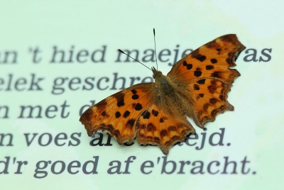 <i class='fa fa-user'></i>&nbsp;Ben Aalders&nbsp;|  Gehakkelde Aurelia&nbsp; <i class='fa fa-eye'>&nbsp;158</i> &nbsp;<i class='fa fa-thumbs-up'>&nbsp;4</i> &nbsp; <i class='fa fa-comment-o'>&nbsp;8</i>