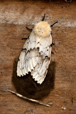 Bij het klussen in mijn tuin ontdekte ik deze Plakker achter de groencontainer. Een middelgrote nachtvlinder die eieren aan het afzetten was. Na de ei-legging zal dit vrouwtje doodgaan.