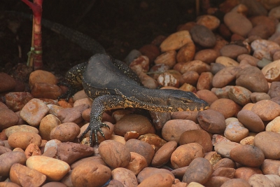 Ik vond deze vanavond nog bij mijn onbewerkte beelden en heb er onmiddellijk werk van gemaakt ! Dit was tijdens ons verblijf in Thailand ons priv reptiel : hij hing altijd bij onze swim-up room rond en kwam bedelen voor de restjes ... hier komt hij de restjes (eierschalen, kaas en wat brokjes kip) oppikken die we voor hem klaar hadden gezet.  Ik denk ook dat er in het resort niemand meer van het zwembadencomplex genoot dan hij ! Van aanpassingsvermogen gesproken ...