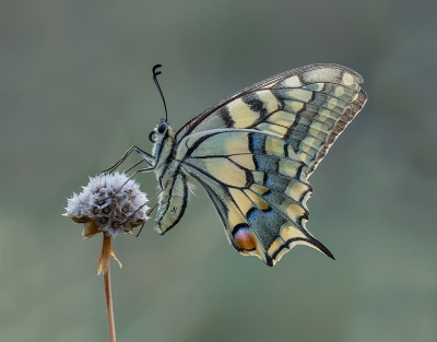 Gisteravond deze beauty voor de lens gekregen. De prachtige koninginnenpage.

Ik sta telkens weer versteld van de schoonheid en sierlijkheid van deze vlinder.

7D II + 100 F2.8 Macro OS.

Uit de hand.