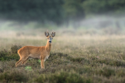 Ik was om 3.15 uur opgestaan om op tijd op de heide te zijn en waar mogelijk bronstige reen in de ochtendnevel vast te leggen. Op een enkele uithoek na was er echter geen nevel. Laat ik nu net op die plek deze reebok treffen...