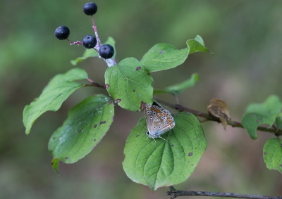 In een lommerrijke omgeving gevonden. Dat witte 'spinsel' onder de zwarte bessen wordt gevormd door een cicade die vanuit zuidelijke richting zijn opmars doet.
Het is de Metcalfa pruinosa, geen nederlandse naam beschikbaar. Ik heb dezer dagen bezoek uit Nederland die het herkent van zijn vruchtbomen, zekerheid of het inderdaad dezelfde cicade is heb ik niet. Opvallend is wel dat ik nu het tienvoudige tegenkom in vergelijking met vorig jaar.