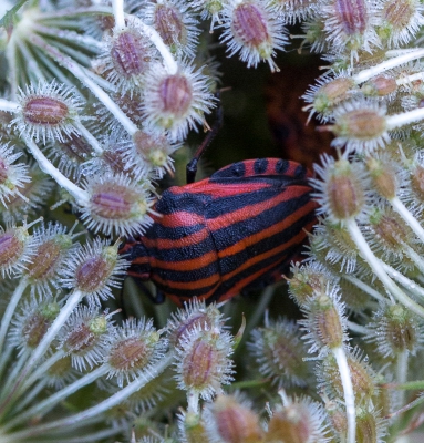 Vanochtend gekozen om wat vroeger op stap te gaan. Ik hoopte op wat laaginvallend zonlicht, helaas was het erg bewolkt.
De wilde peen is een plant waar deze wantsen graag op verblijven, of erin als peeskamertje.