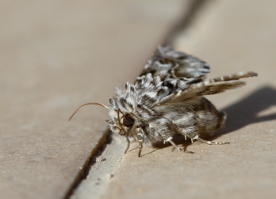 <i class='fa fa-user'></i>&nbsp;Rianne Geelhoed&nbsp;|  Cleonymia baetica&nbsp; <i class='fa fa-eye'>&nbsp;106</i> &nbsp; <i class='fa fa-comment-o'>&nbsp;8</i>