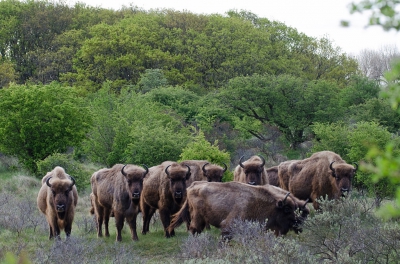 <i class='fa fa-user'></i>&nbsp;Eef Kieft&nbsp;|  Wisent&nbsp; <i class='fa fa-eye'>&nbsp;167</i> &nbsp; <i class='fa fa-comment-o'>&nbsp;2</i>