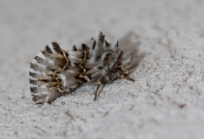 <i class='fa fa-user'></i>&nbsp;Rianne Geelhoed&nbsp;|  Cleonymia baetica&nbsp; <i class='fa fa-eye'>&nbsp;179</i> &nbsp; <i class='fa fa-comment-o'>&nbsp;3</i>