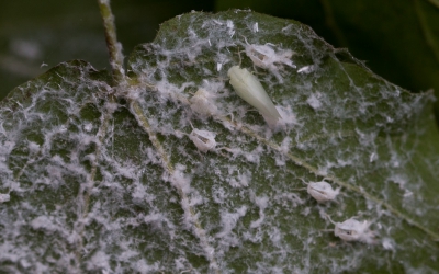 Dit jaar heel erg veel van deze insecten gevonden, ze zijn in opmars.
In beeld zijn verschillende stadia van de nimfen te ontdekken.