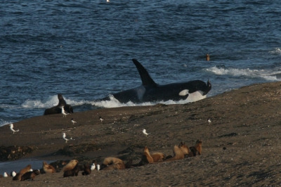 Het 'beachen' van deze mannetjes orka gebeurde 800 meter bij ons vandaan en we moesten dan ook alles uit de kast halen om hem goed vast te leggen. Maar de weersomstandigheden werkten uitstekend mee: ondergaande zon precies achter ons, windstil en geen storende waternevel in de branding. Om je een idee te geven hoe groot deze orka is: zijn rugvin is ongeveer 2 meter hoog. 
Meer informatie over het beachen van orka's kun je zien in de documentaire "Wolven van de zee" die regelmatig uitgezonden wordt op de natuurkanalen. Deze orka wordt in de documentaire Mel genoemd.
Gegevens: Canon 20D + 600 mm + 1.4 extender en flink gecropt in Photoshop. Claudia & PJ, DutchDuo