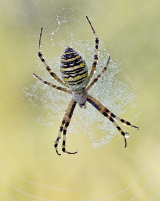 <i class='fa fa-user'></i>&nbsp;Johan van Gurp&nbsp;|  Wespspin&nbsp; <i class='fa fa-eye'>&nbsp;150</i> &nbsp;<i class='fa fa-thumbs-up'>&nbsp;6</i> &nbsp; <i class='fa fa-comment-o'>&nbsp;4</i>