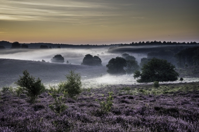 De heide bloeit en het was ideaal weer voor nevels, dus vroeg mijn bed uit.