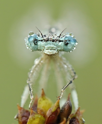 <i class='fa fa-user'></i>&nbsp;riub&nbsp;|  Blauwe Breedscheenjuffer&nbsp; <i class='fa fa-eye'>&nbsp;188</i> &nbsp;<i class='fa fa-thumbs-up'>&nbsp;8</i> &nbsp; <i class='fa fa-comment-o'>&nbsp;5</i>