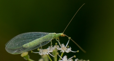 <i class='fa fa-user'></i>&nbsp;pietwil&nbsp;|  Groene Gaasvlieg&nbsp; <i class='fa fa-eye'>&nbsp;90</i> &nbsp;<i class='fa fa-thumbs-up'>&nbsp;1</i> &nbsp; <i class='fa fa-comment-o'>&nbsp;2</i>