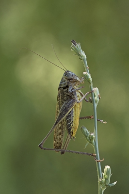 <i class='fa fa-user'></i>&nbsp;danny.declercq&nbsp;|  Decticus albifrons&nbsp; <i class='fa fa-eye'>&nbsp;104</i> &nbsp;<i class='fa fa-thumbs-up'>&nbsp;5</i> &nbsp; <i class='fa fa-comment-o'>&nbsp;4</i>