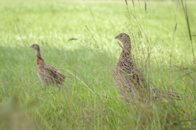 Zag deze hen in de middag in een weide met in totaal 7 jongen 
goed weer , mooi licht en ik maakten dit plaatje !