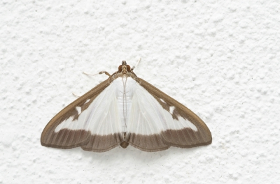 <i class='fa fa-user'></i>&nbsp;Johan van Gurp&nbsp;|  Buxusmot&nbsp; <i class='fa fa-eye'>&nbsp;156</i> &nbsp; <i class='fa fa-comment-o'>&nbsp;5</i>