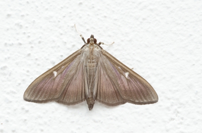 <i class='fa fa-user'></i>&nbsp;Johan van Gurp&nbsp;|  Buxusmot&nbsp; <i class='fa fa-eye'>&nbsp;154</i> &nbsp; <i class='fa fa-comment-o'>&nbsp;1</i>
